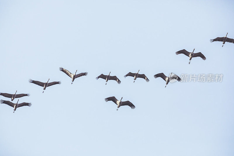 一组普通的起重机(Grus Grus)在天空中